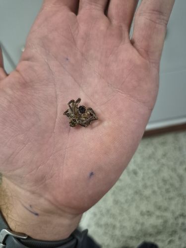Mediterranean Spiny False Wolf Spider