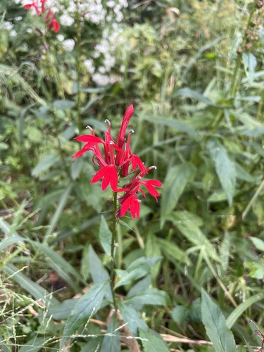 cardinal flower