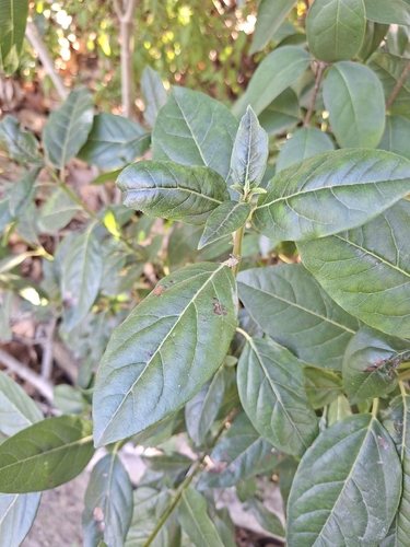 Laurustinus viburnum
