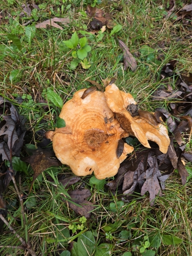 Lactarius psammicola
