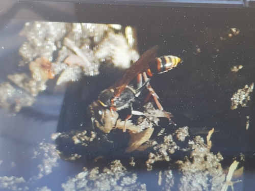 Asian Mud-dauber Wasp