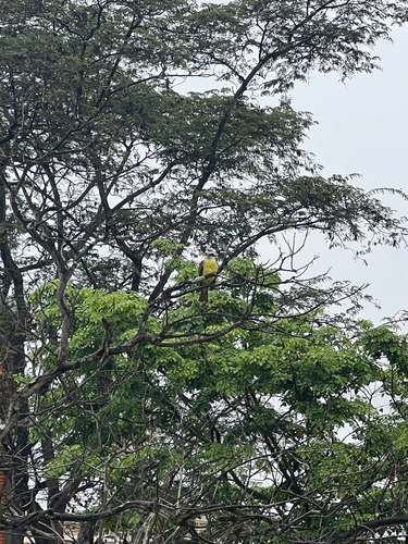 Great Kiskadee