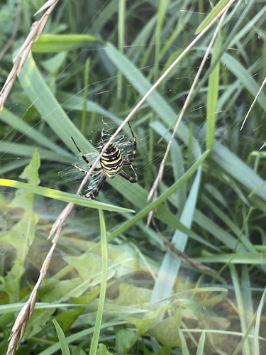 Wasp Spider