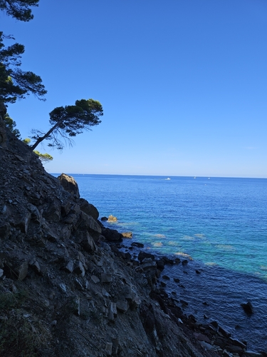 Aleppo pine