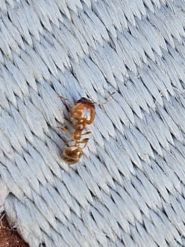 Pallid Big-headed Ant