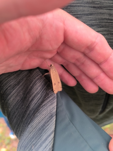Large Yellow Underwing