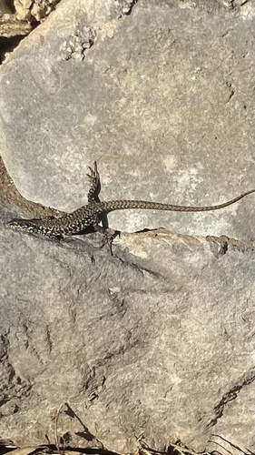 Common Wall Lizard