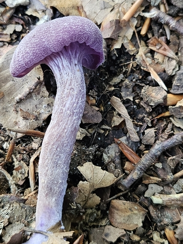 Amethyst Deceiver