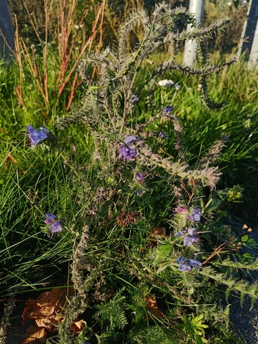 viper's-bugloss