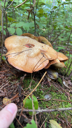 Mushrooms, Bracket Fungi, Puffballs, and Allies