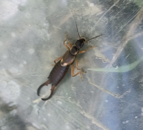 European Earwig