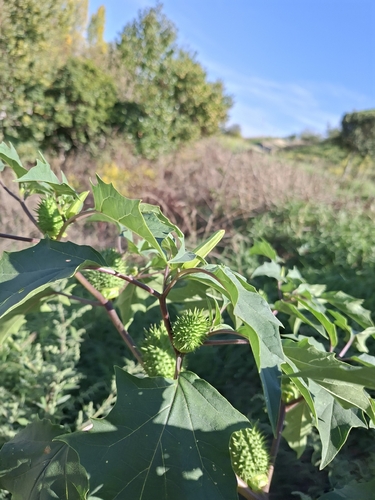 jimsonweed
