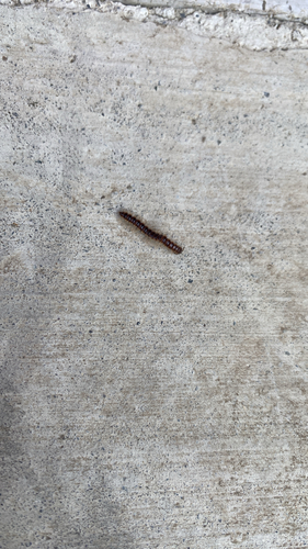 Greenhouse Millipede