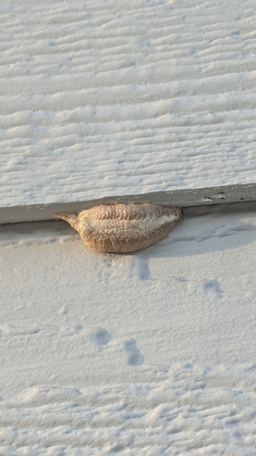 European Mantis