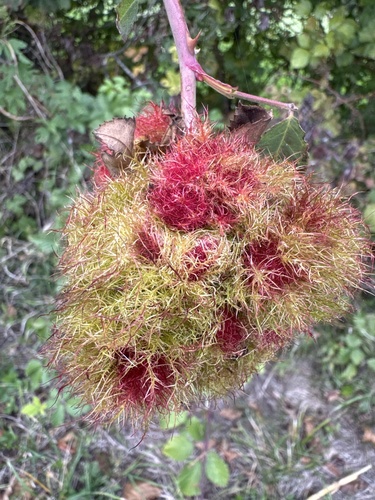 Mossy Rose Gall Wasp