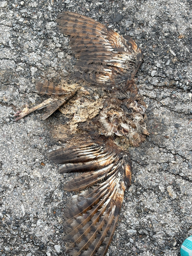 Eastern Barn Owl