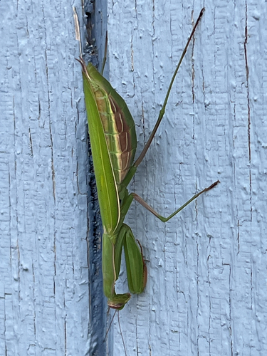 European Mantis