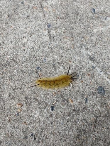 Banded Tussock Moth