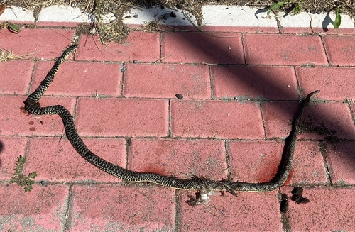 Green Whip Snake