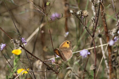 Meadow Brown