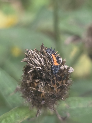 Asian Lady Beetle