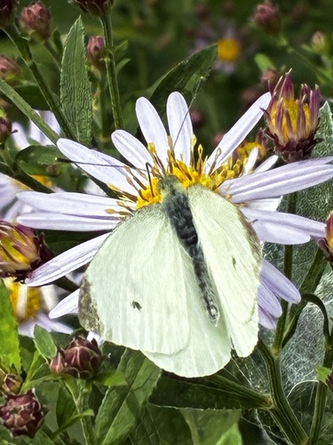 Small White