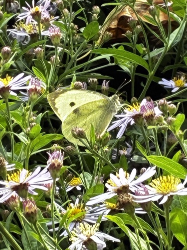 Large White