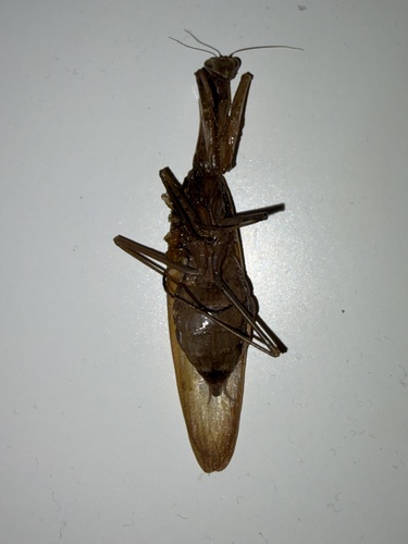 European Mantis