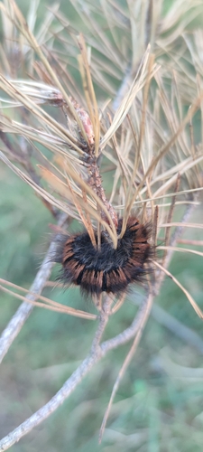 Fox Moth