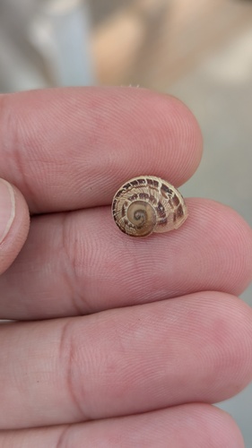 Garden Snail