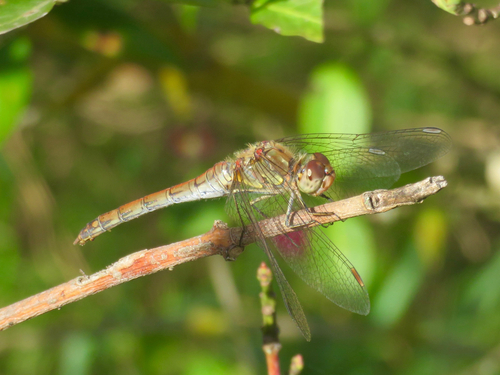 Common Darter