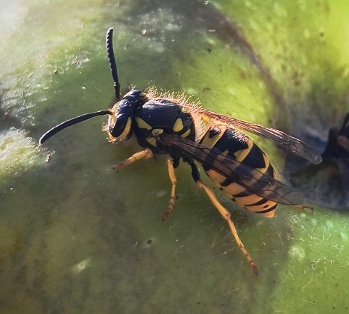 German Yellowjacket