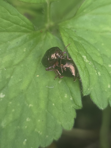 Bronze Beetle