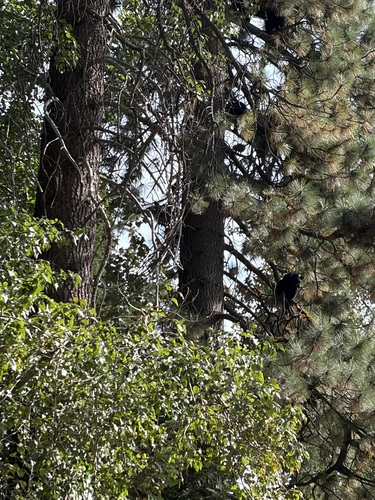 American Black Bear