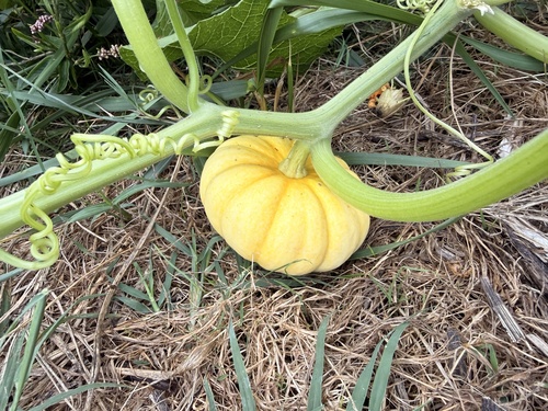 American pumpkin
