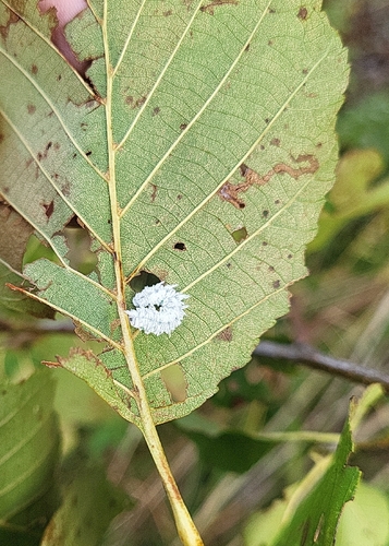 Alder Sawfly