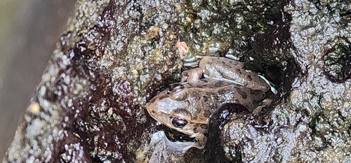 Plains Leopard Frog