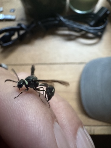 Fraternal Potter Wasp