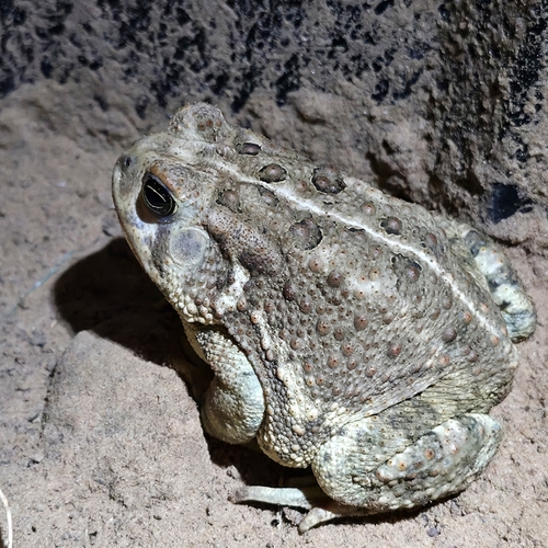 Woodhouse's Toad