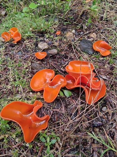 orange peel fungus
