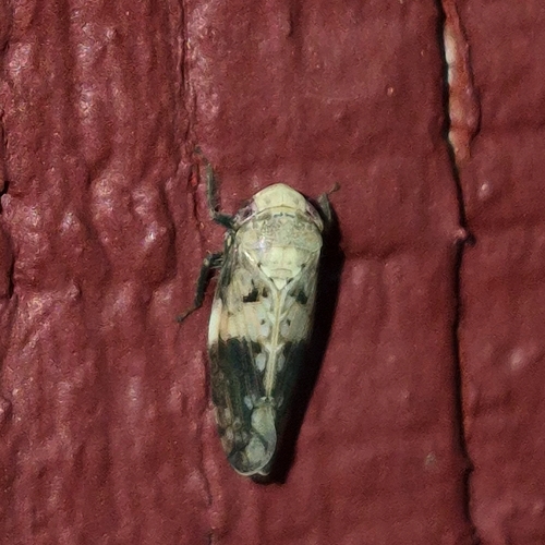 Menosoma cinctum