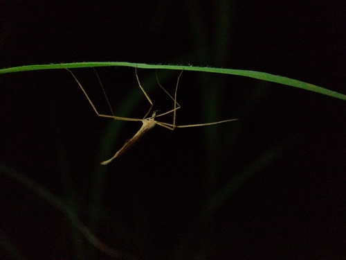 Spider Cranefly