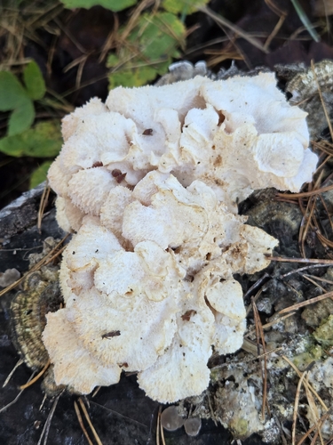 Tiered tooth fungus