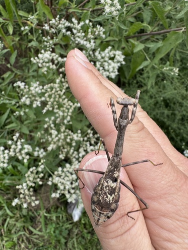 Carolina Mantis