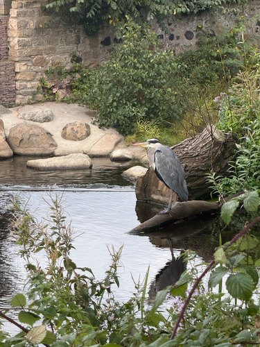 Grey Heron