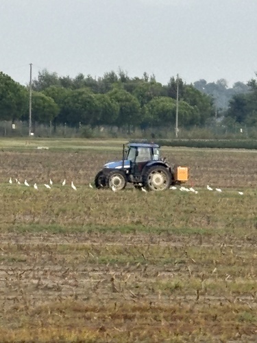 Western Cattle-Egret