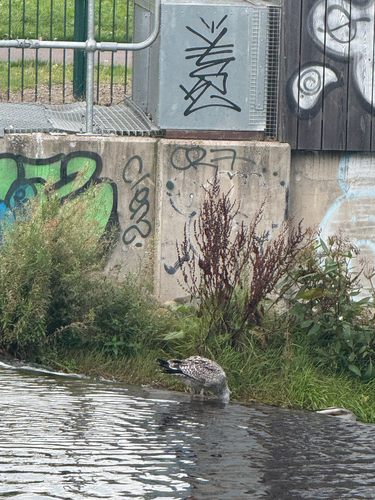 European Herring Gull