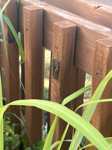 Differential Grasshopper
