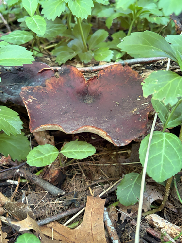 Bay Polypore