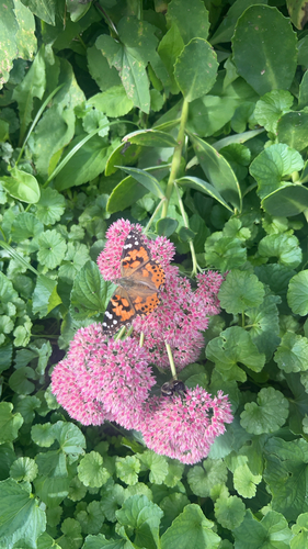 Painted Lady